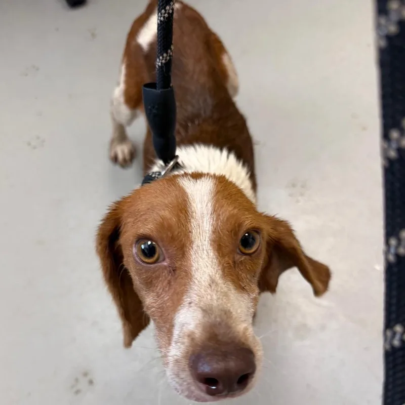 Everything Beagle thumbnail 2