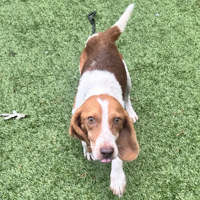 Everything Beagle thumbnail 3