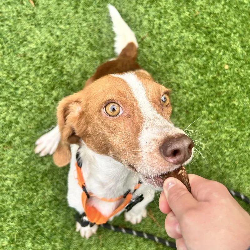 Everything Beagle thumbnail 4