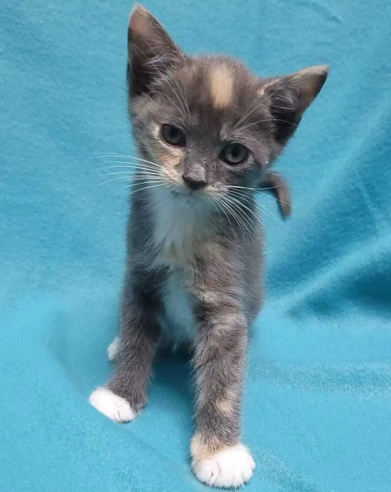 A baby small-sized female Domestic Short Hair cat named Tiramisu for adoption in Jessup, MD