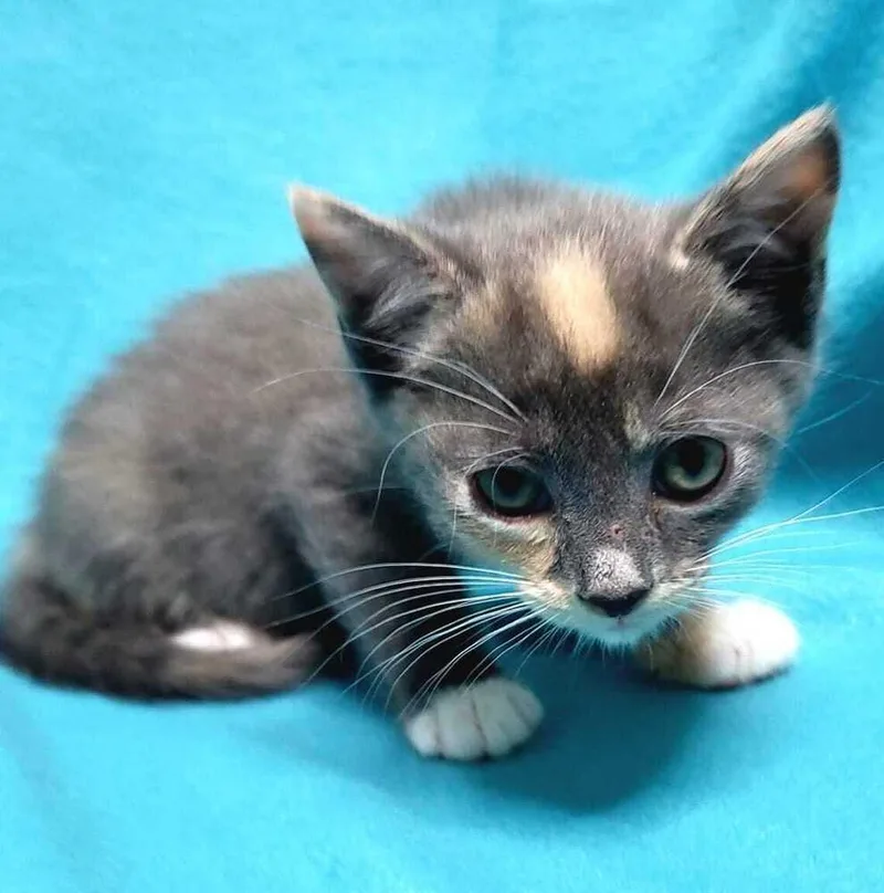 Tiramisu thumbnail 3