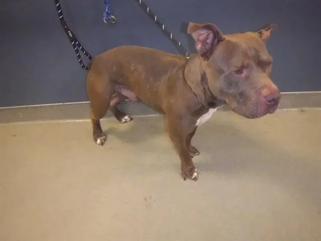 An adult large-sized male Pit Bull Terrier dog named Duncan for adoption in Miami, FL