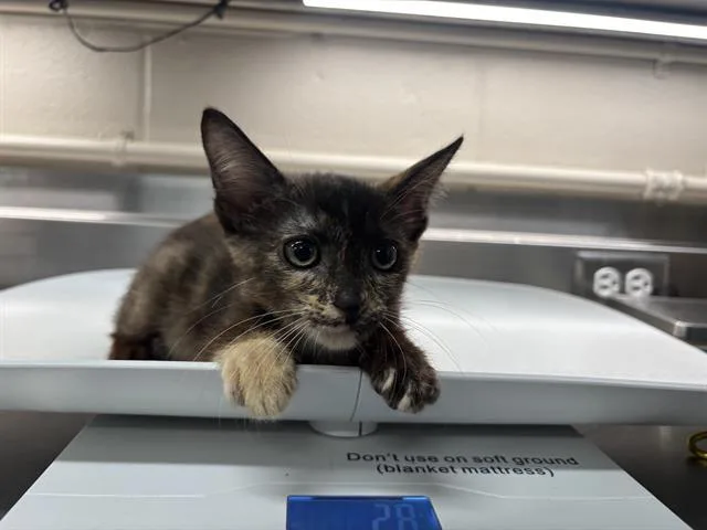 A baby small-sized female Domestic Short Hair cat named Chimi for adoption in Grand Prairie, TX
