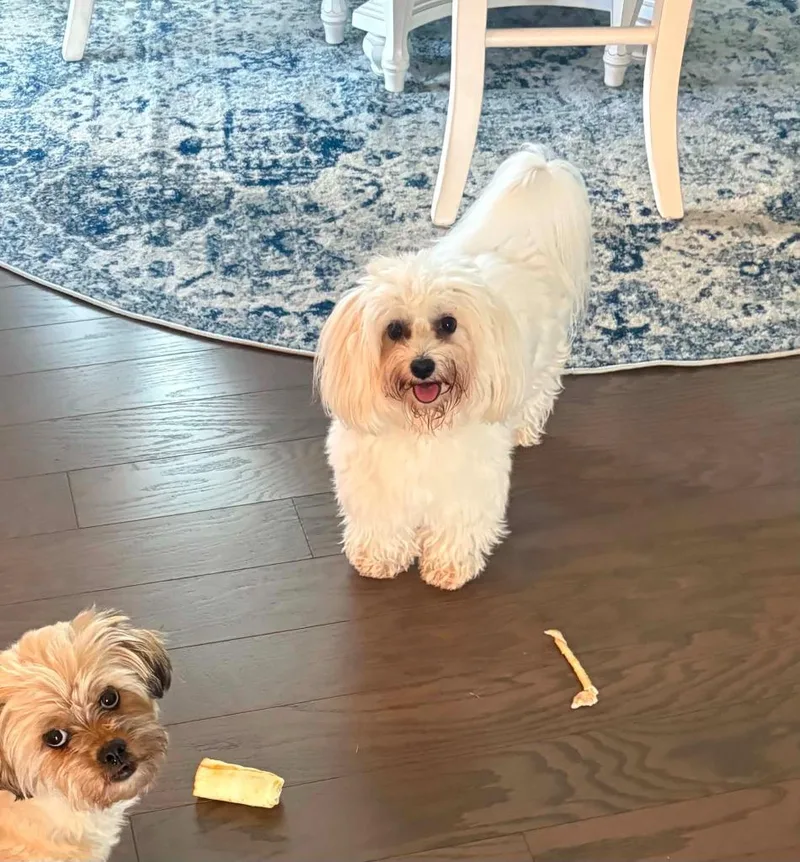 An adult small-sized male Coton de Tulear dog named Baxter for adoption in Waxhaw, NC