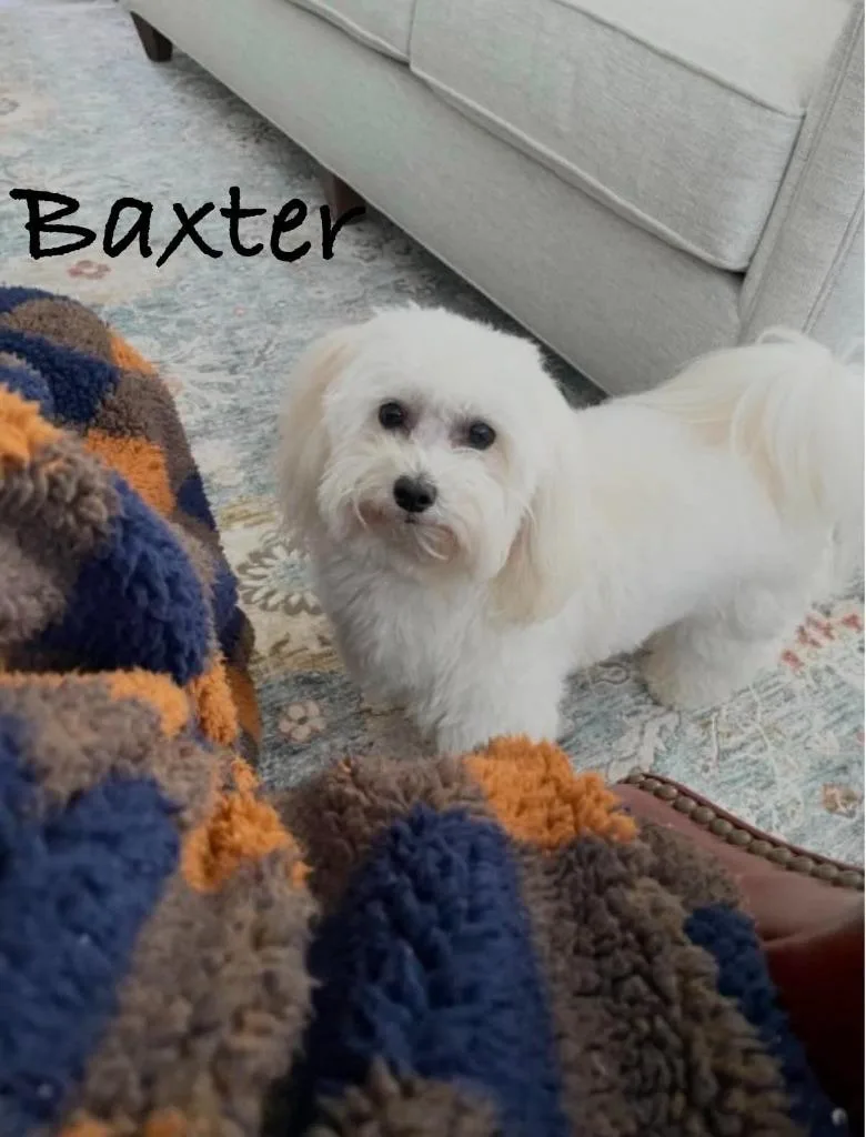Baxter thumbnail 5