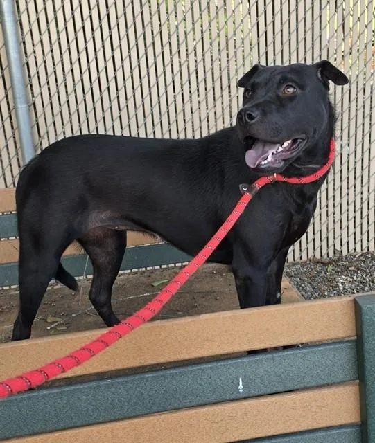 A young large-sized female Pit Bull Terrier dog named Girl for adoption in Lincolnton, NC