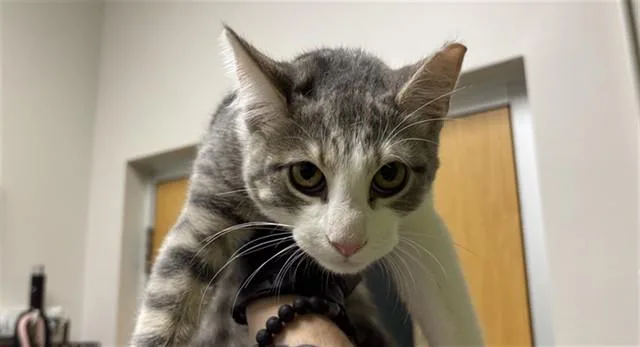 A baby small-sized female Domestic Short Hair cat named Blue Cheese for adoption in Pueblo, CO