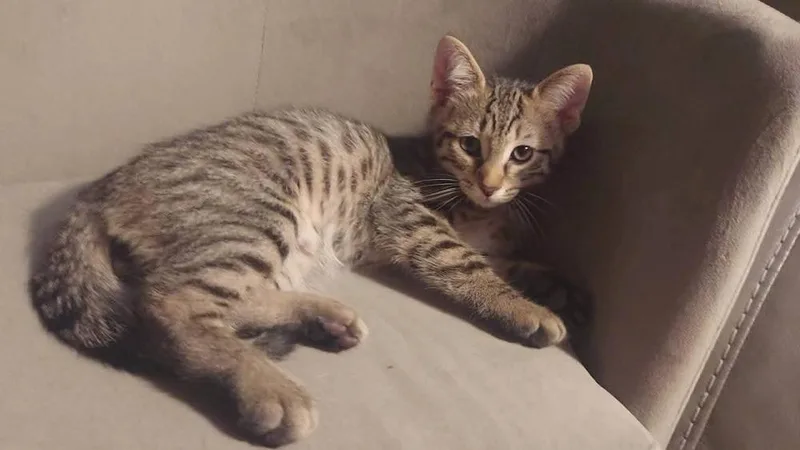 A baby small-sized male Brown / Chocolate Domestic Medium Hair cat named Leslie for adoption in Lorain, OH