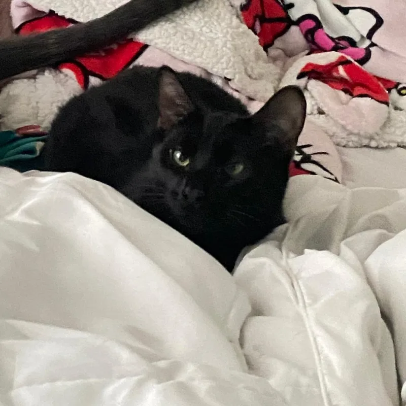 A young small-sized male American Shorthair cat named Taco bell for adoption in Bristol, IN