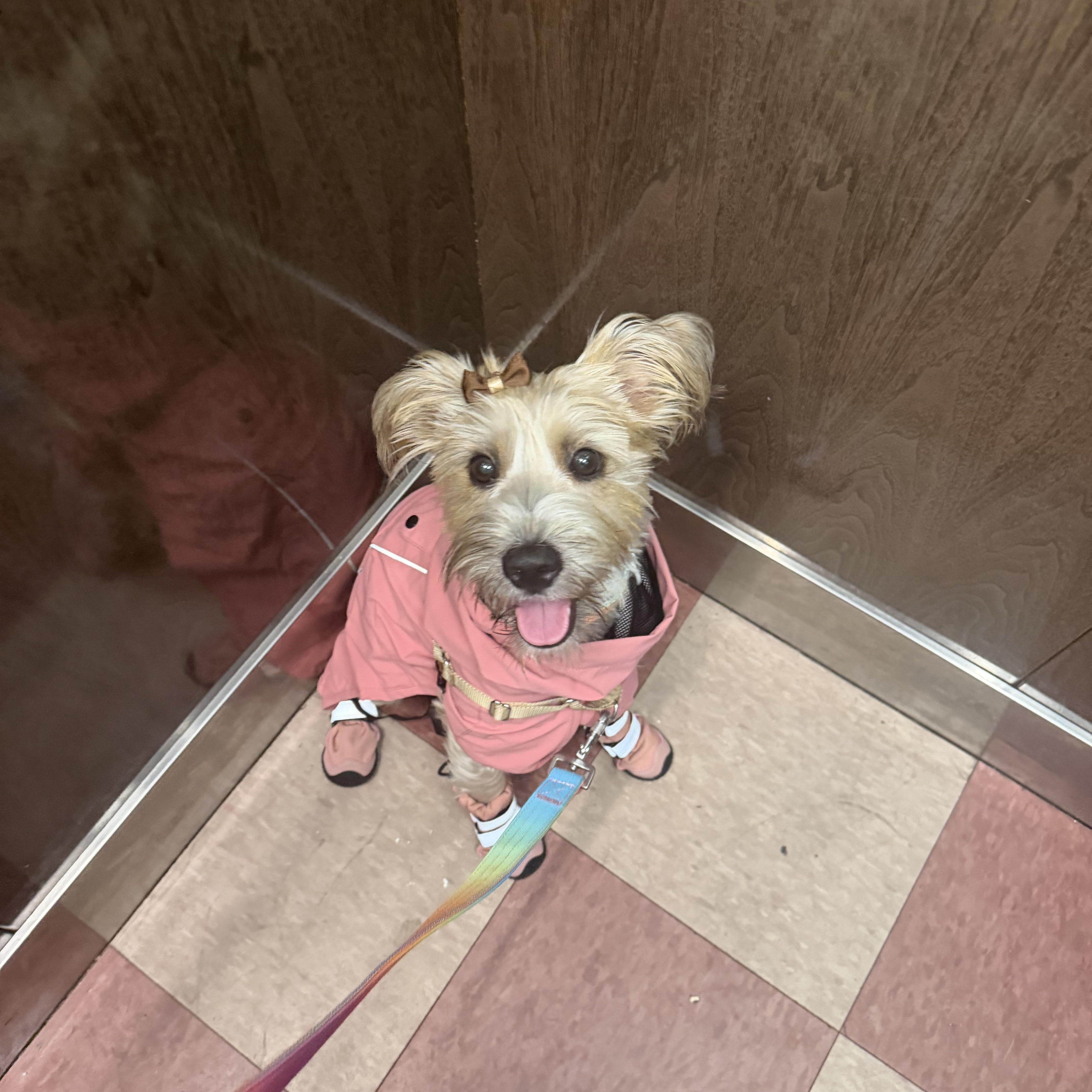 A young small-sized female Border Terrier dog named Candy for adoption in Newark, NJ
