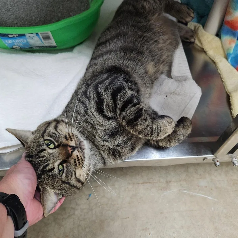 An adult large-sized male Domestic Short Hair cat named Matrix for adoption in Grand Rapids, MI