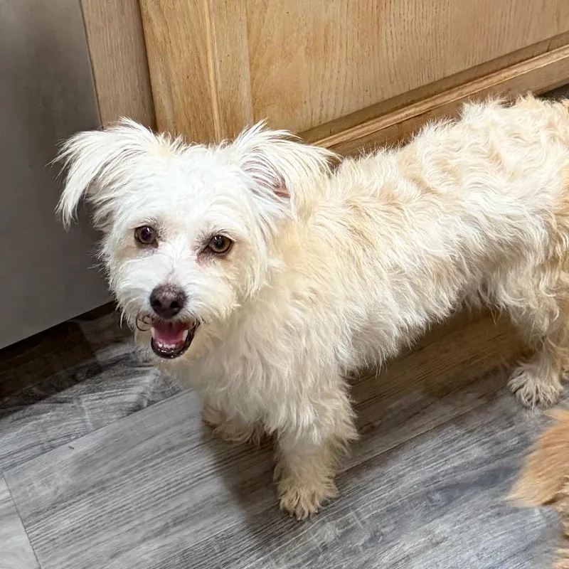An adult small-sized female Terrier dog named Cordelia Goode for adoption in Las Vegas, NV