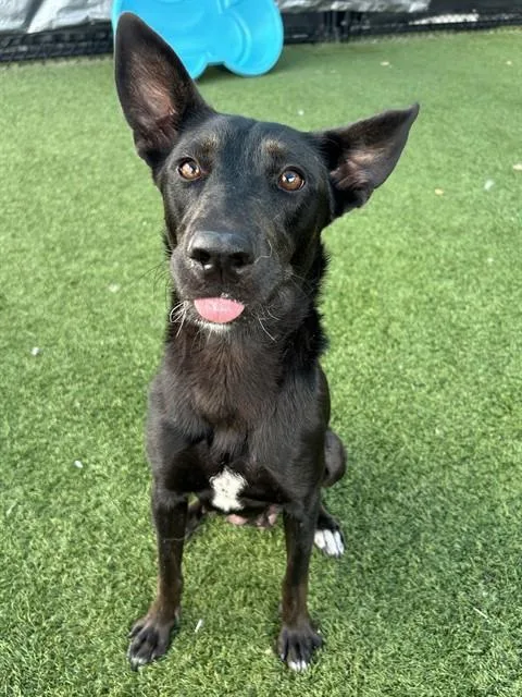 An adult large-sized female Mixed Breed dog named Maple for adoption in Dallas, TX