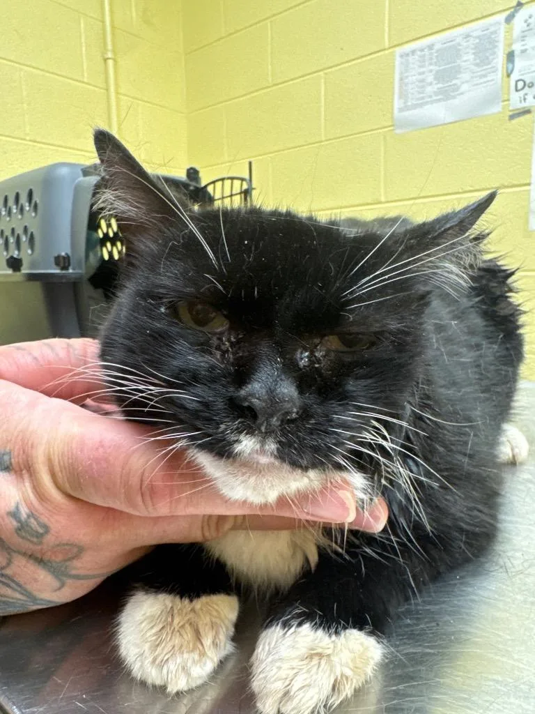 An adult small-sized female Domestic Short Hair cat named Wilma for adoption in Crossville, TN