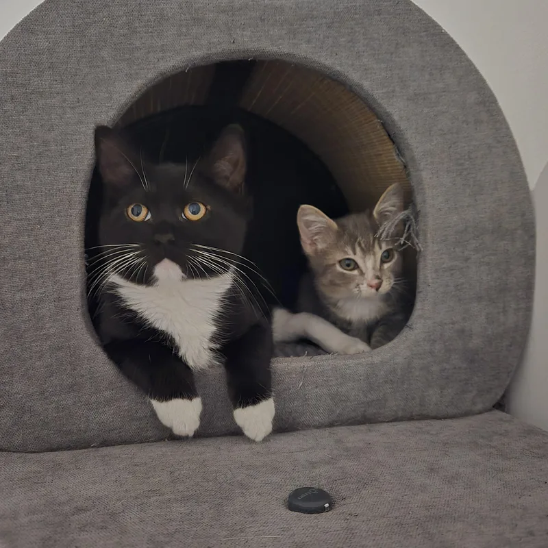 A baby small-sized female Domestic Short Hair cat named Ariel for adoption in Lincoln Park, NJ