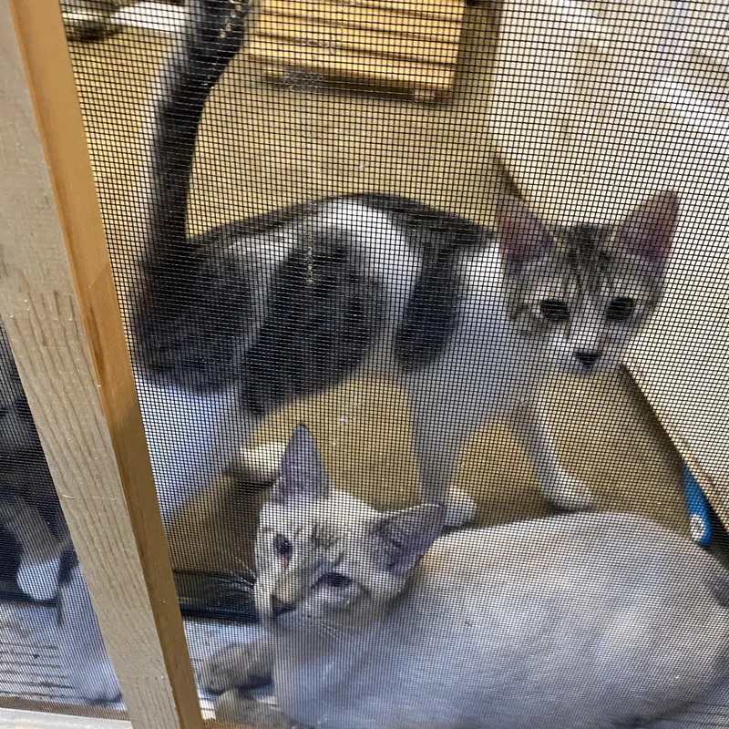 A baby medium-sized male White Tabby cat named Maestro for adoption in Stanwood, WA