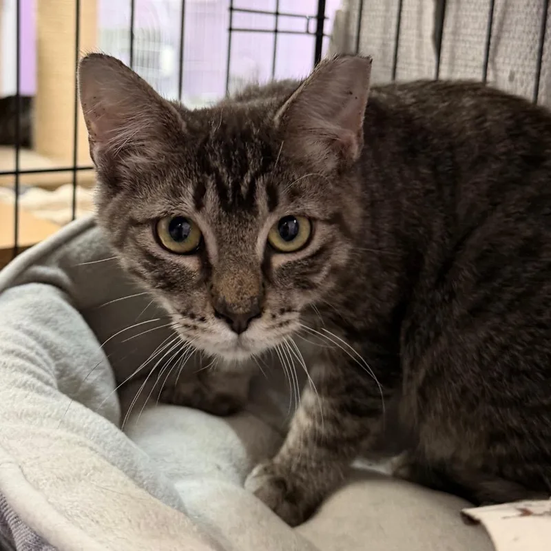 A baby small-sized male Gray / Blue / Silver Domestic Short Hair cat named Just Wait Till Your for adoption in Boerne, TX