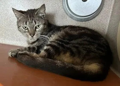 An adult medium-sized female Domestic Short Hair cat named Bundles for adoption in Washington, DC