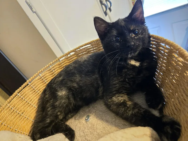 A baby medium-sized female Tortoiseshell Domestic Short Hair cat named Salsa for adoption in Sioux Falls, SD