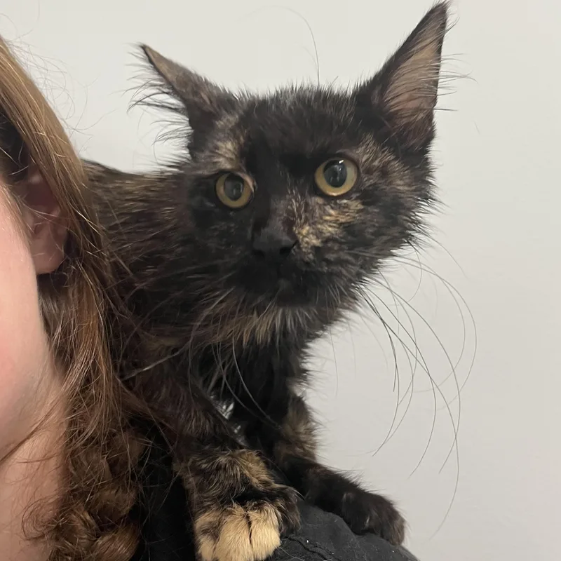 A young small-sized female Dilute Tortoiseshell American Shorthair cat named Gertrude Stein for adoption in North Haven, CT