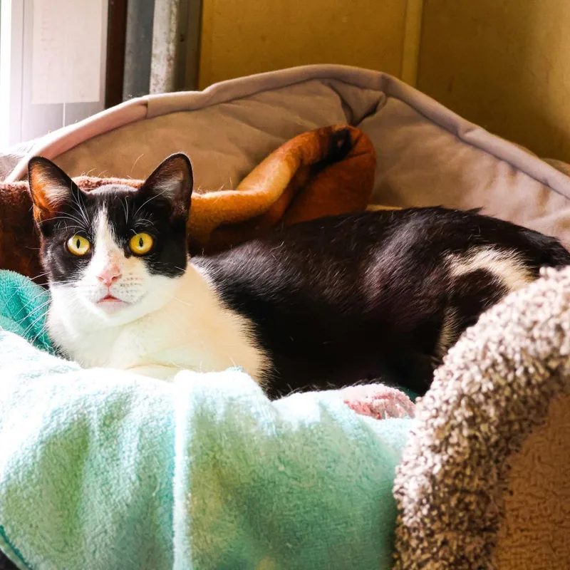 An adult large-sized female Black Domestic Short Hair cat named Bean for adoption in Wilmington, DE