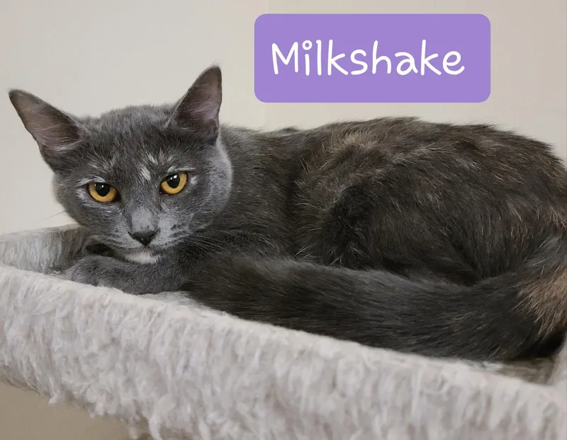 Milkshake thumbnail 3