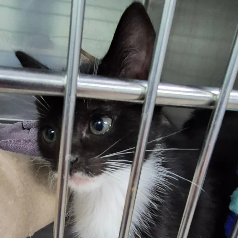 A baby small-sized female Black Domestic Short Hair cat named Rachel for adoption in Vieques, PR