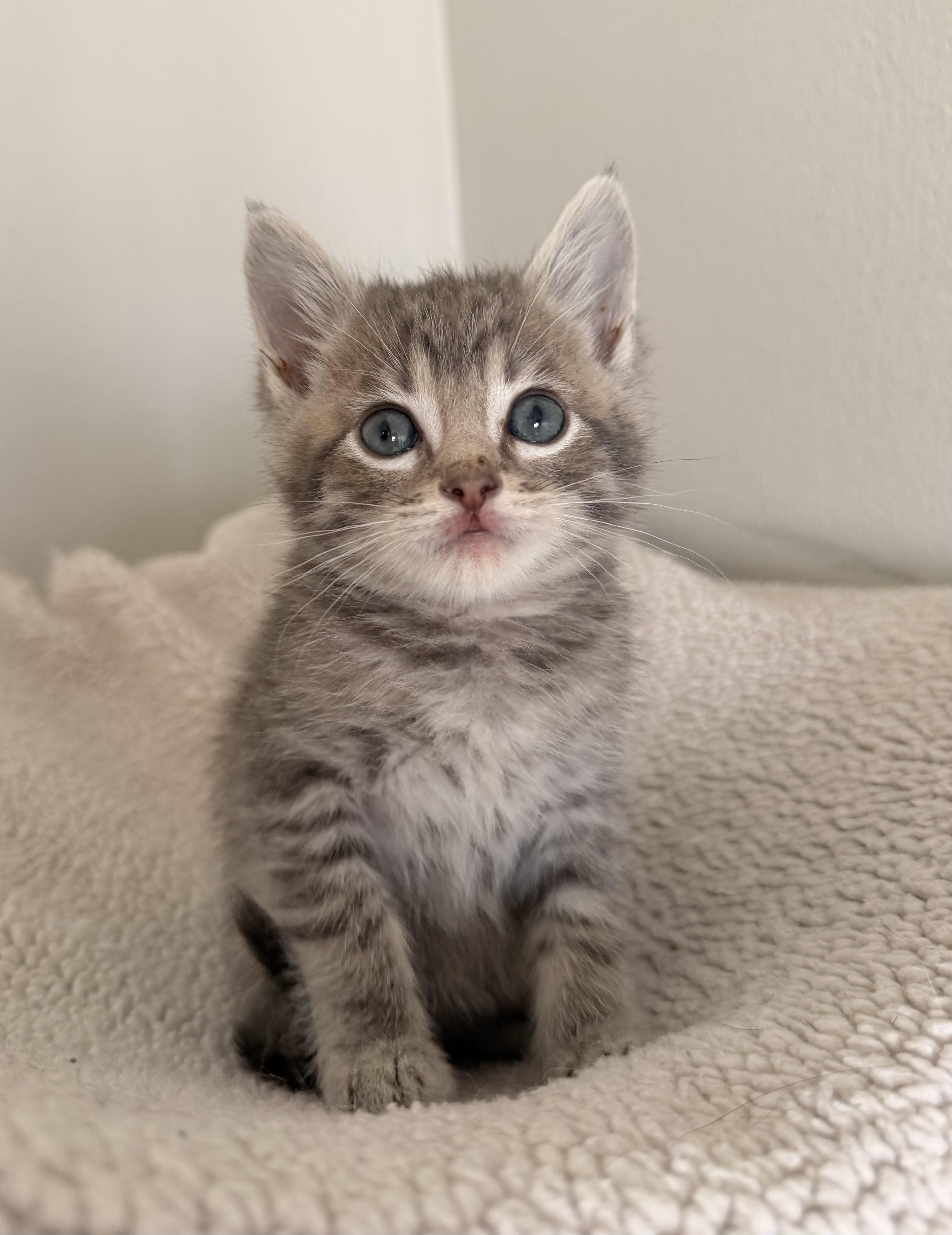 A baby small-sized male Domestic Short Hair cat named Koda for adoption in Long Beach, CA