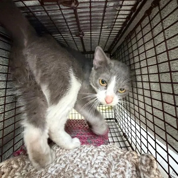 A young small-sized female Domestic Short Hair cat named Giselle for adoption in Des Moines, IA