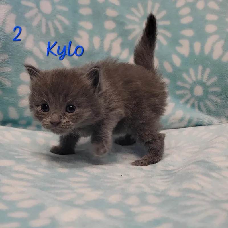 Kylo thumbnail 2