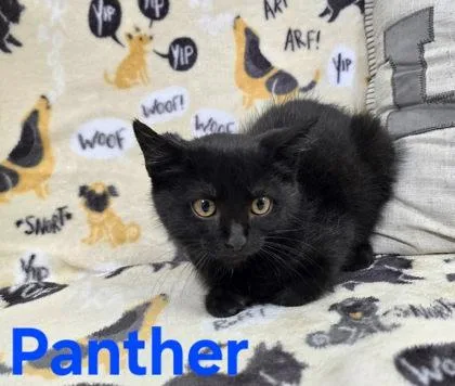 A young medium-sized male Black Domestic Short Hair cat named Panther for adoption in Sullivan, IN