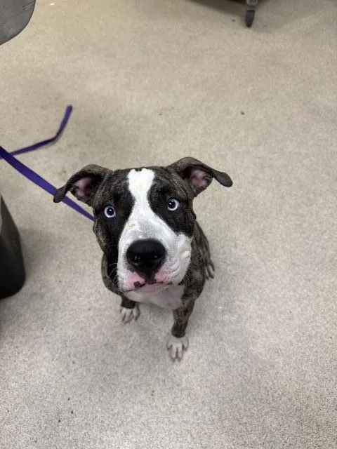 A young small-sized male Pit Bull Terrier dog named Sinatra for adoption in Riverside, CA