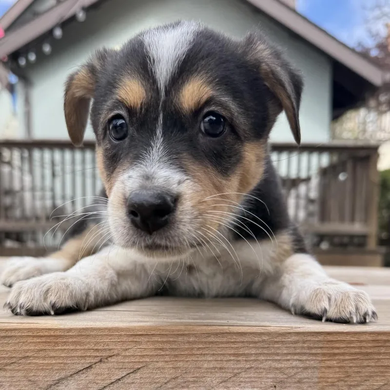 A baby medium-sized female Retriever dog named Poptart for adoption in Point Richmond, CA
