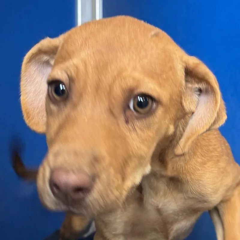 A baby small-sized female Red / Chestnut / Orange Mixed Breed dog named 112326 for adoption in Las Cruces, NM