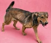 An adult medium-sized female Mixed Breed dog named Rosie for adoption in Largo, FL