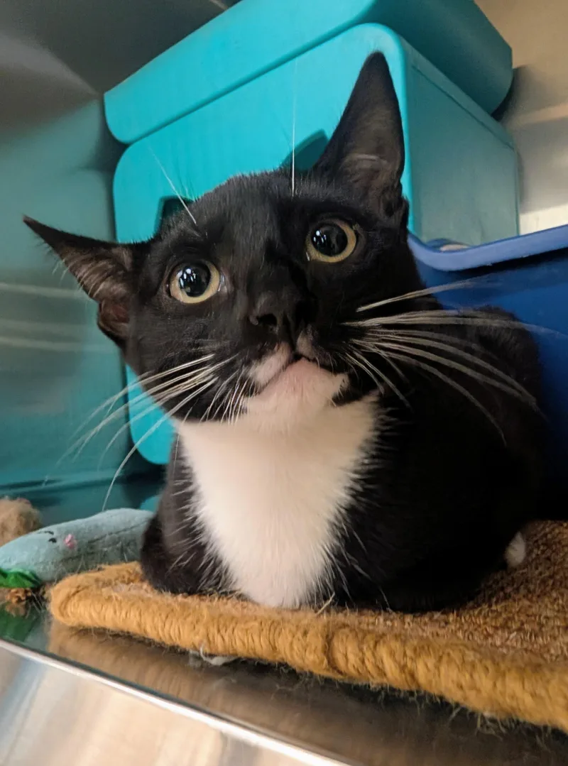 A baby medium-sized female Black & White / Tuxedo Domestic Short Hair cat named Sasha for adoption in Palm Harbor, FL