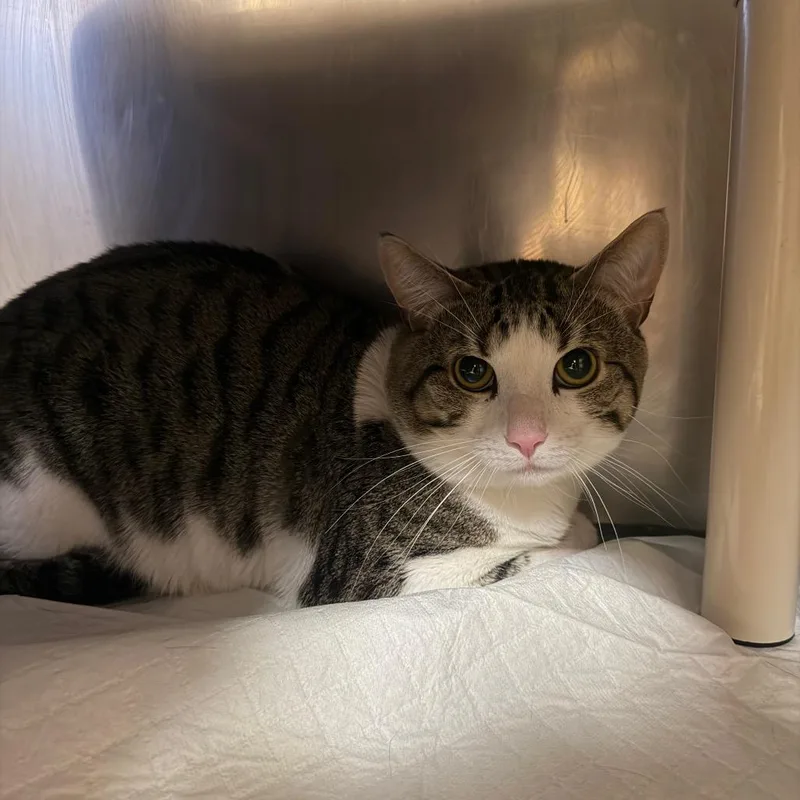An adult large-sized male Gray / Blue / Silver Domestic Short Hair cat named "stitch" for adoption in Perkiomenville, PA