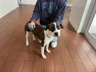 A young medium-sized female American Staffordshire Terrier dog named Elaine for adoption in Fort Lauderdale, FL