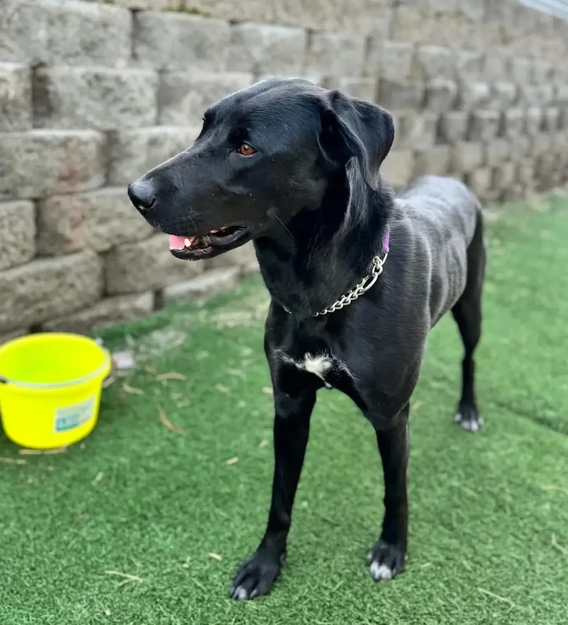 A young large-sized female Black Labrador Retriever dog named Maddy for adoption in LEWISTON, ID