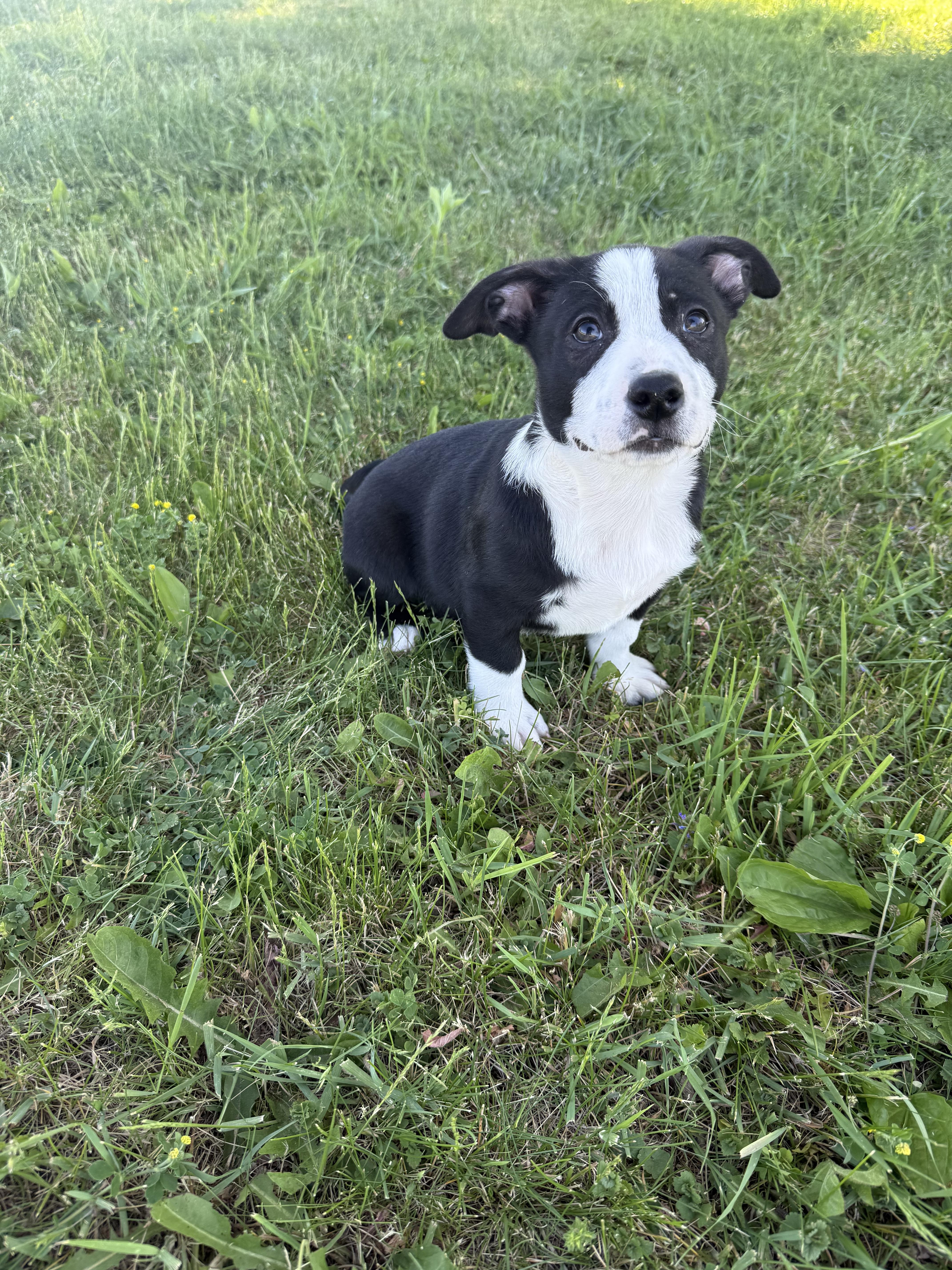 Domino