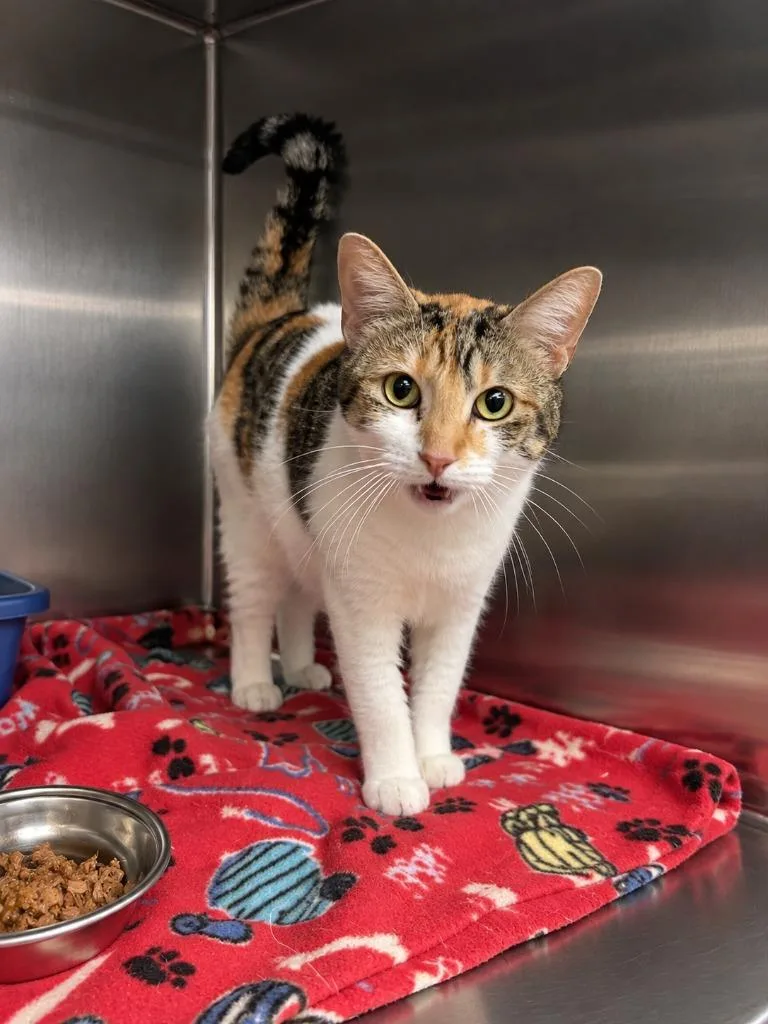 An adult medium-sized female Domestic Short Hair cat named Irma for adoption in Gautier, MS