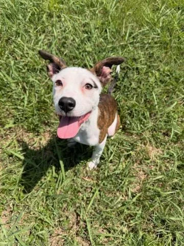 An adult small-sized female Pit Bull Terrier dog named Louise for adoption in Appling, GA