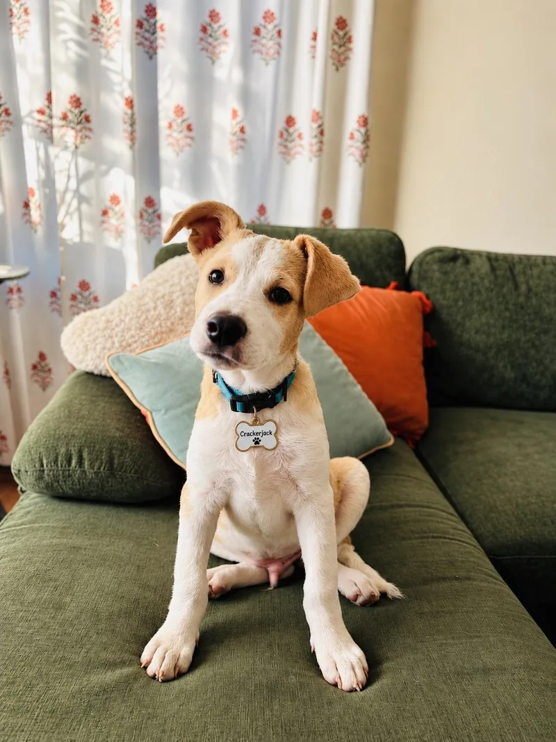A young small-sized male Airedale Terrier dog named Crackerjack for adoption in San Ysidro, CA