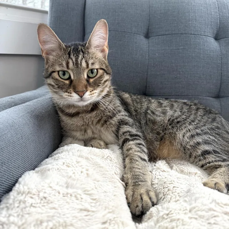 An adult small-sized male Brown / Chocolate Domestic Short Hair cat named Mory for adoption in Goshen, IN