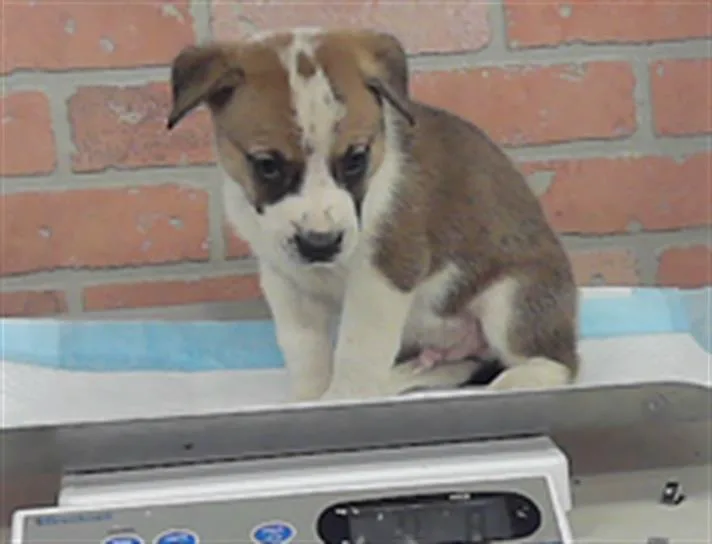 A baby small-sized male American Staffordshire Terrier dog named Bandit for adoption in Houston, TX
