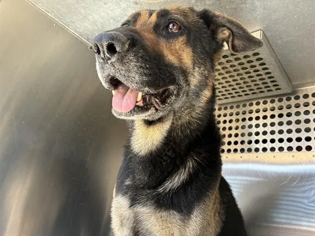 An adult large-sized male German Shepherd Dog dog named River for adoption in Mesa, AZ