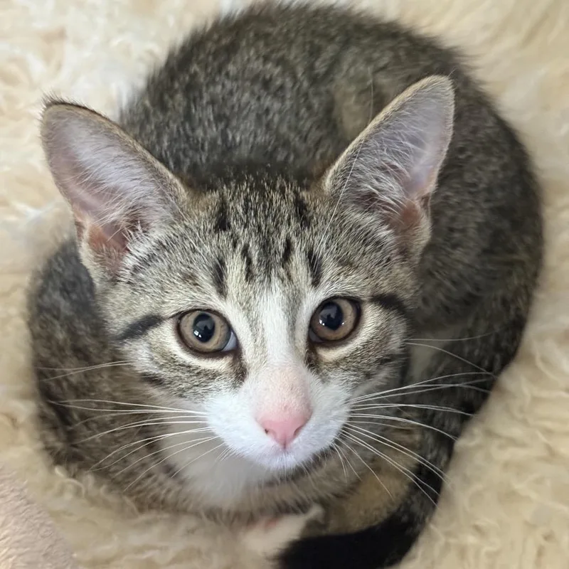 A baby small-sized male Brown / Chocolate Domestic Short Hair cat named Cooper for adoption in Philadelphia, PA