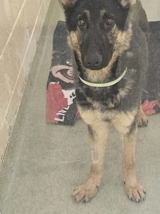 A young large-sized male German Shepherd Dog dog named Tuna for adoption in Cincinnati, OH