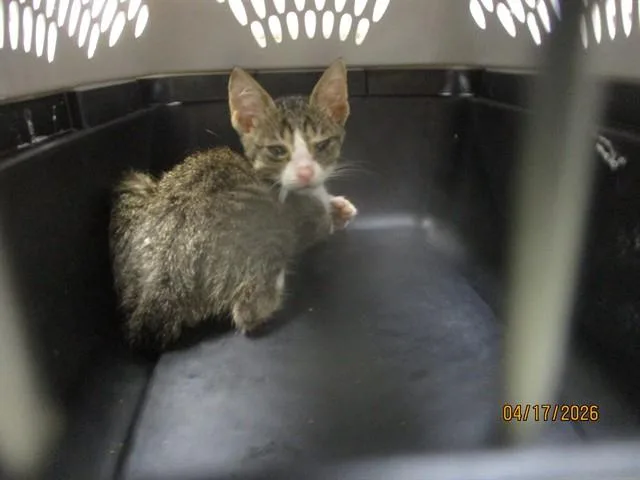A baby small-sized male Domestic Short Hair cat named A for adoption in Oklahoma City, OK