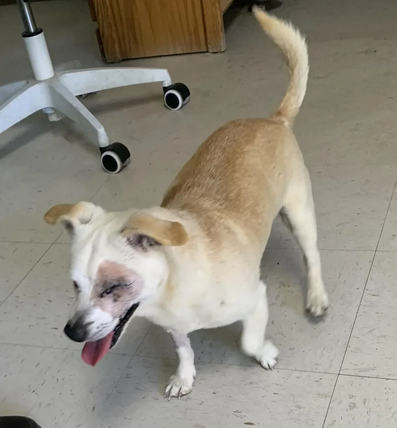 A senior small-sized male Apricot / Beige Chihuahua dog named Buckeye for adoption in Hollister, CA